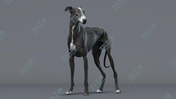 images/goods_img/20210312/Greyhound 3 Animated model/2.jpg